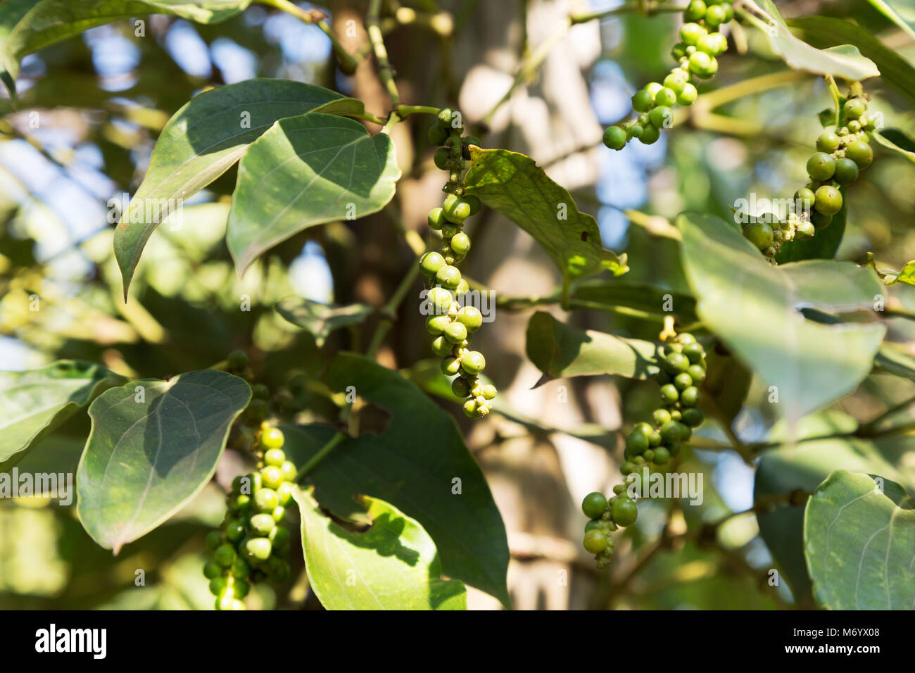Kampot pepper peppercorns growing on the pepper vines on a pepper