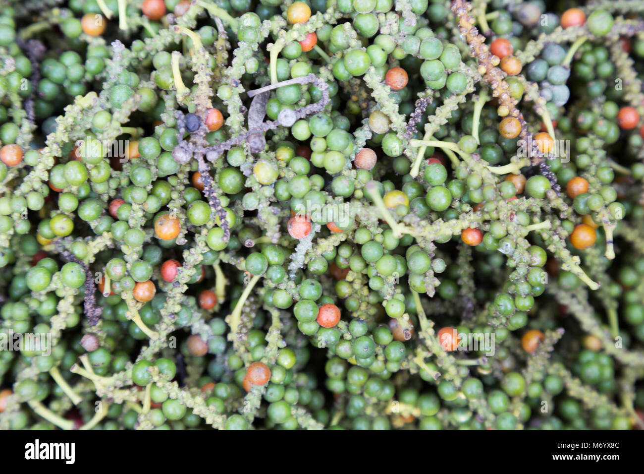 Kampot pepper peppercorns picked from the pepper vines on a pepper