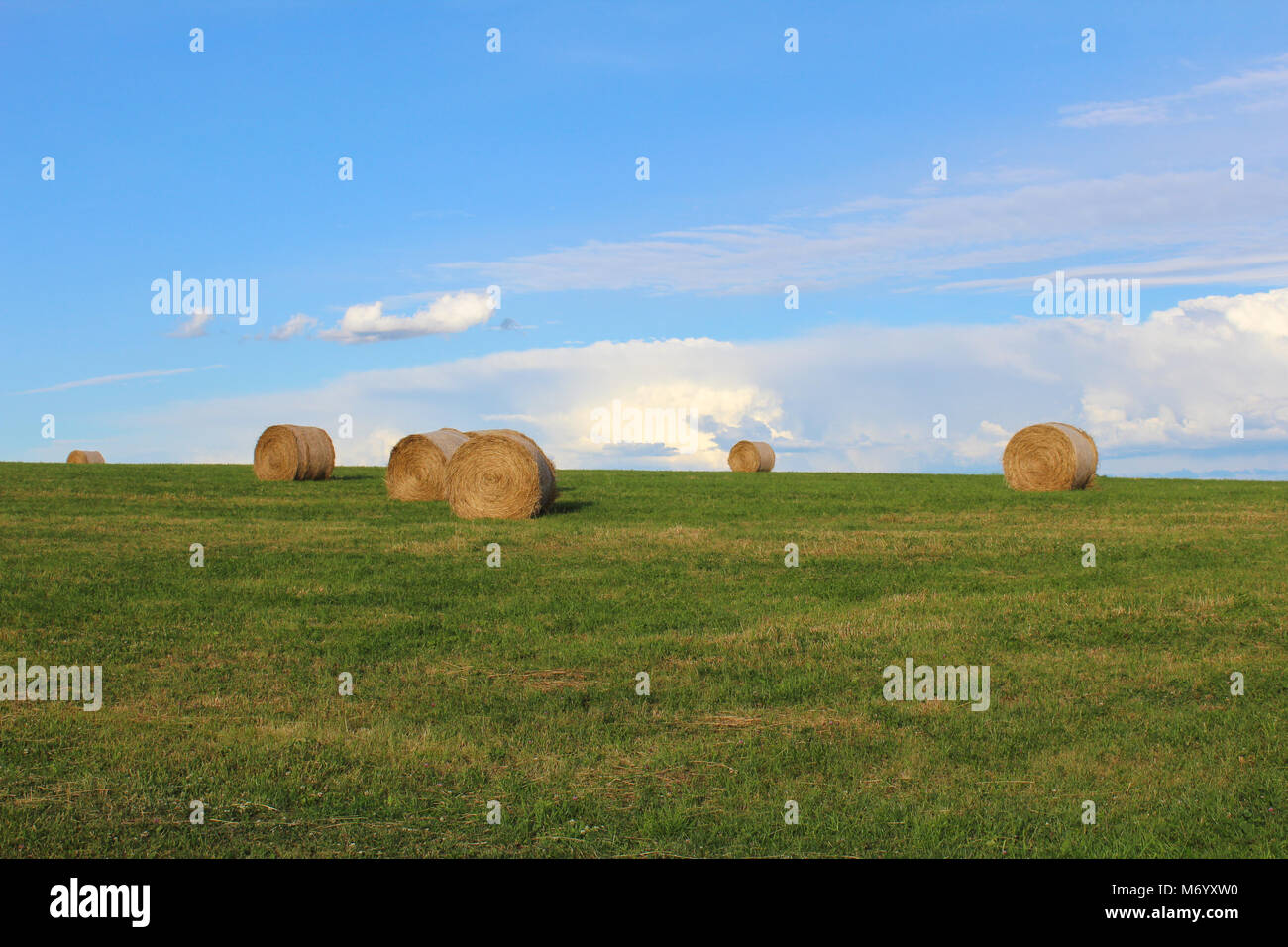 Straw bale on green meadow with blue sky Stock Photo - Alamy