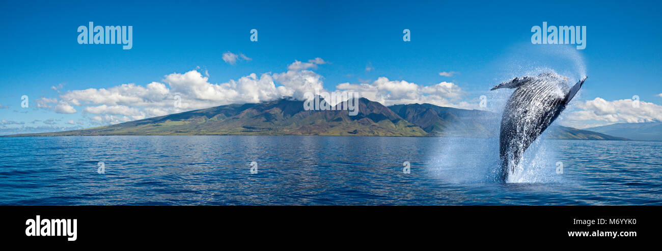 Breaching Humpback whale, Megaptera novaeangliae, in the foreground of a panoramic image of the West Maui Mountains, Hawaii.  This image is digitally  Stock Photo