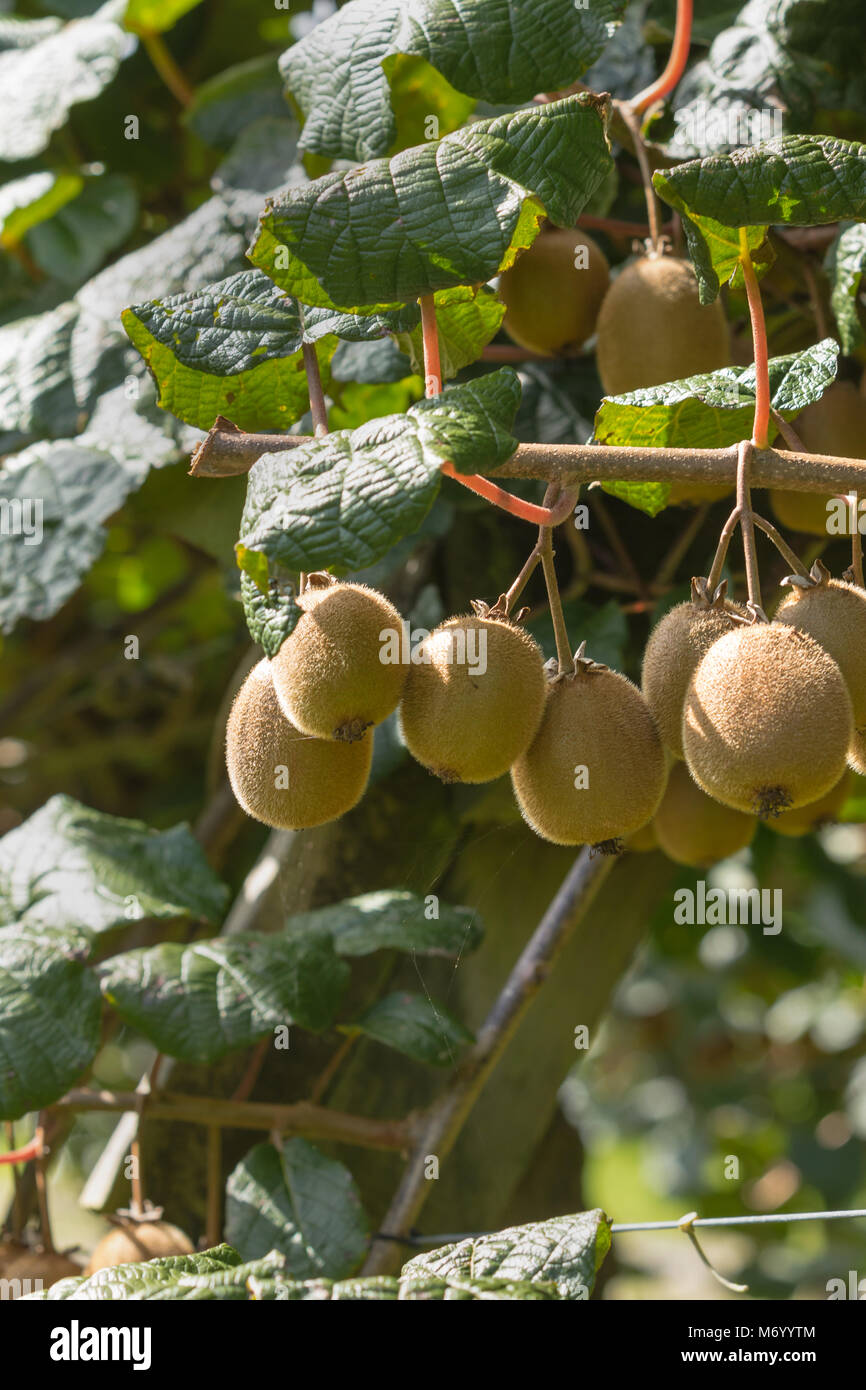 Kiwi fruit on vine - vertical images Stock Photo
