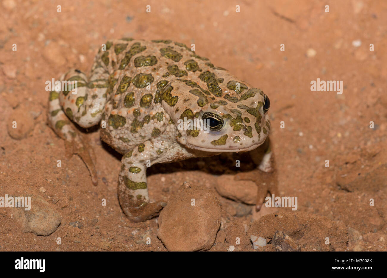 North African Green Toad (Bufotes boulengeri) in Morocco North Africa. Stock Photo
