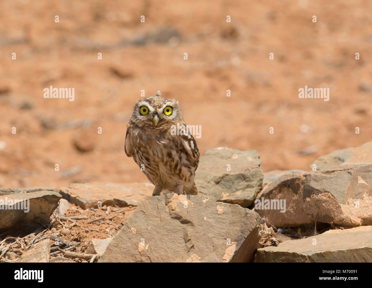 Little owl sat on rock hires stock photography and images Alamy