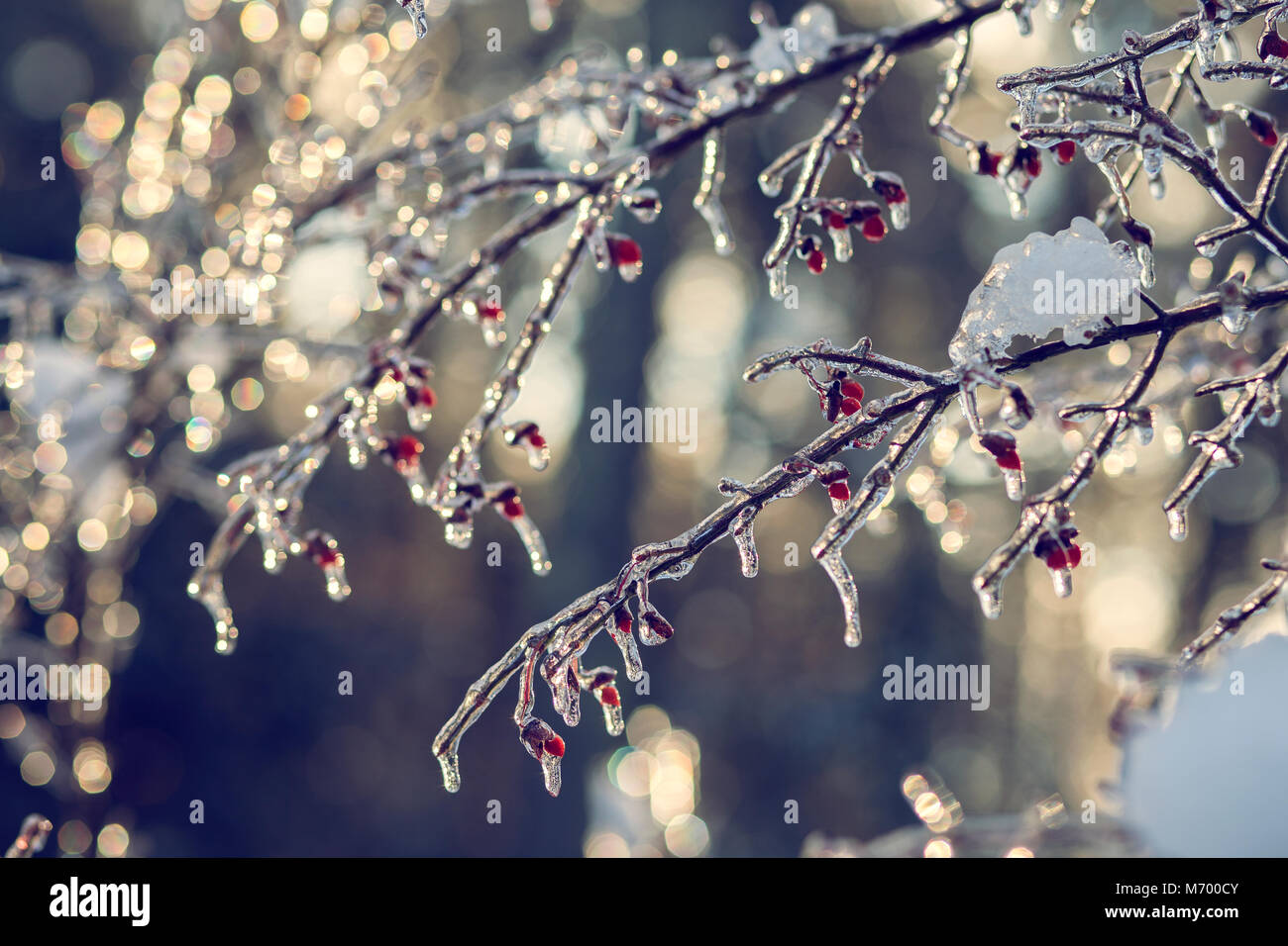 Burning Bush on a Cold Winter Day Encased in Ice Stock Photo