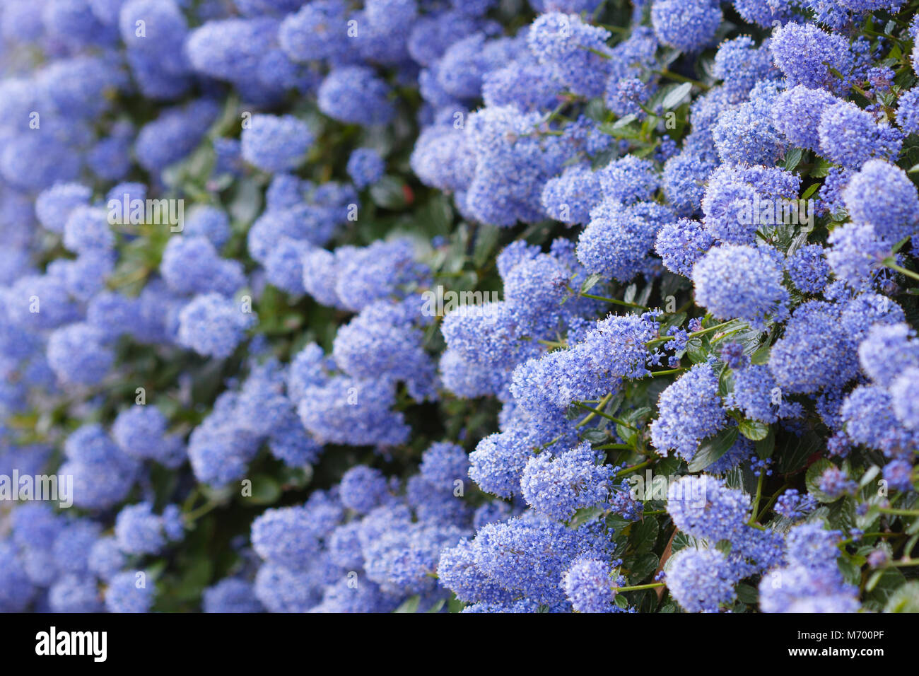 Beautiful bed of blooming Californian lilac flowers (Ceanothus thyrsiflorus repens). Shallow depth of field. Stock Photo
