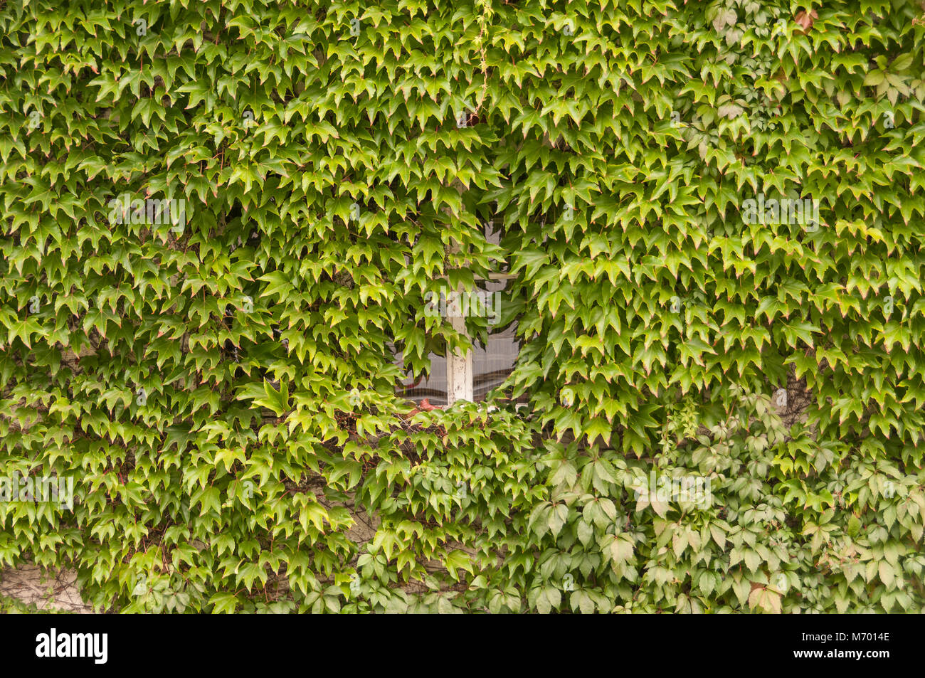 Efeu bewachsenes Fenster, Kloster Arnsburg,  Hessen, Deutschland, Europa Stock Photo