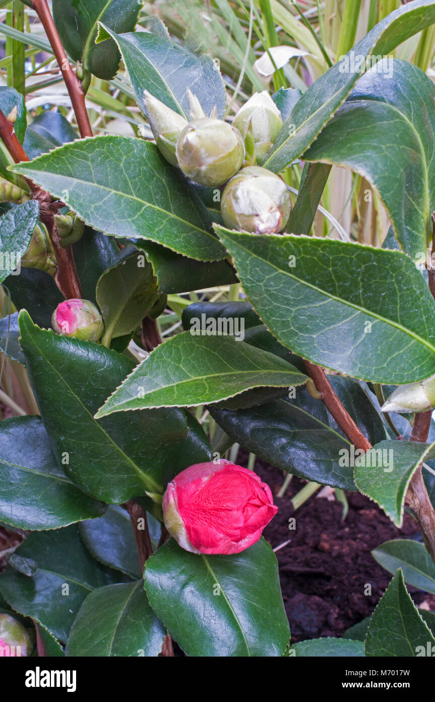 Camellia flower bud hires stock photography and images Alamy