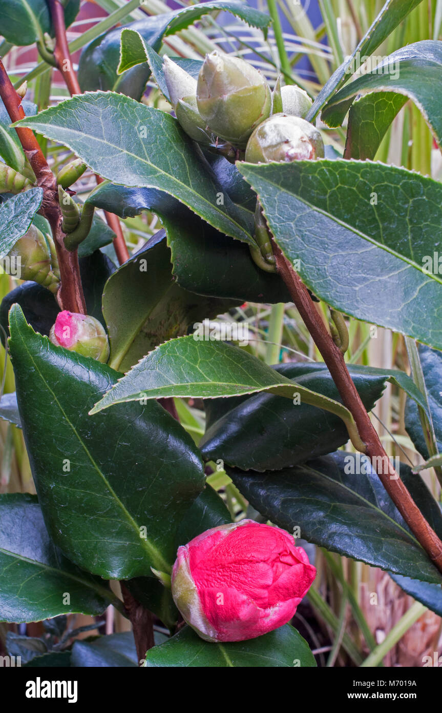 Camellia flower bud hires stock photography and images Alamy
