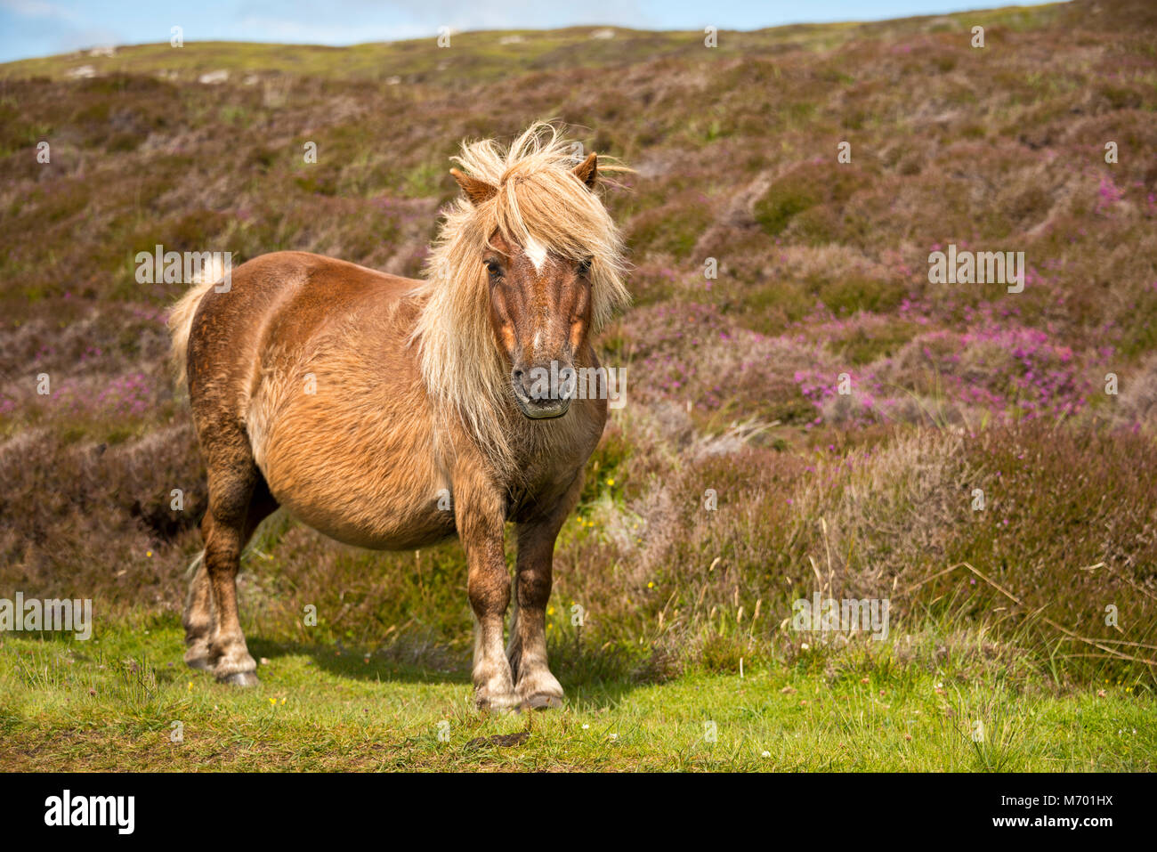 Shetland pony south Uist outer Hebrides Scotland Stock Photo
