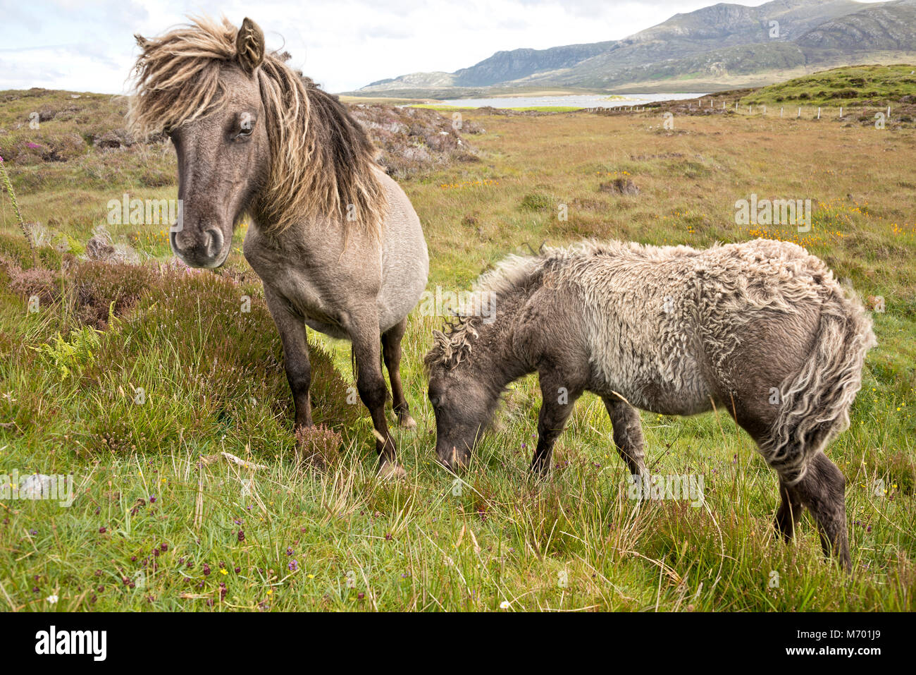 Shetland pony south Uist outer Hebrides Scotland Stock Photo