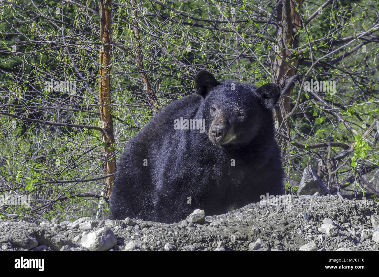 Black bear coming out of the woods to the roadside Stock Photo