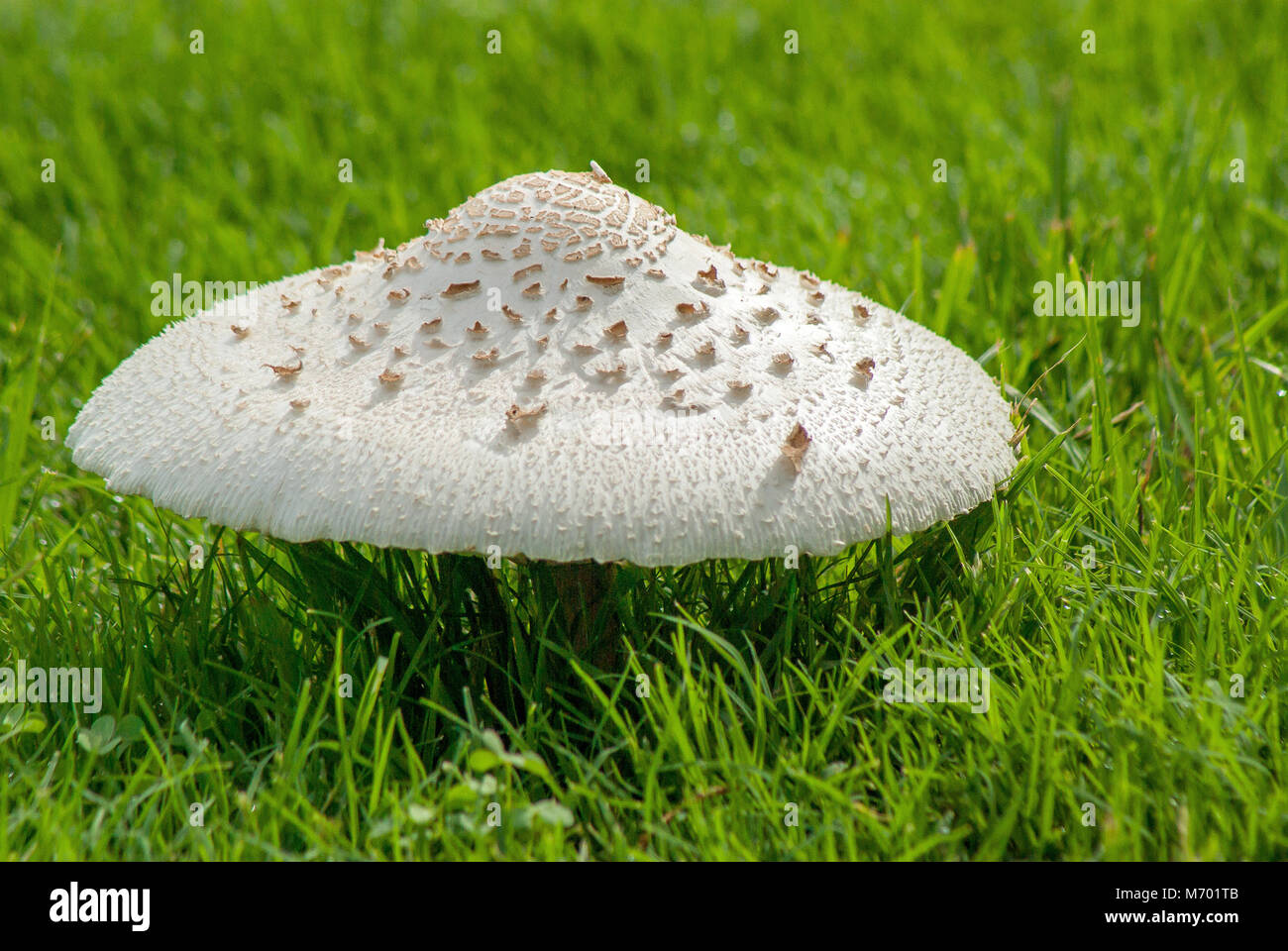 Sideview of large mushroom on green  grassy lawn Stock Photo