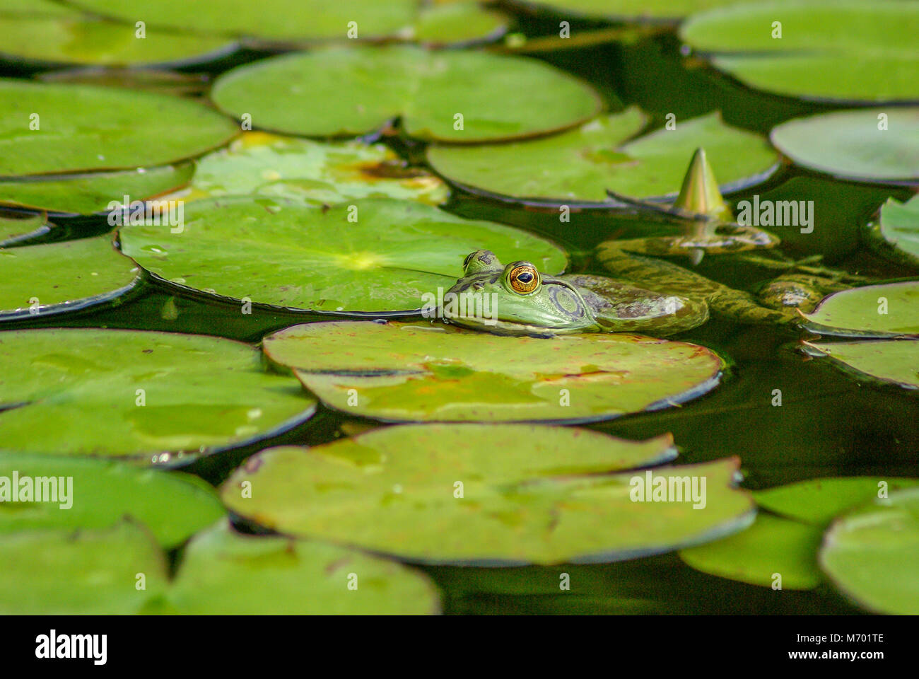 Frog in pond with head on a lily pad Stock Photo