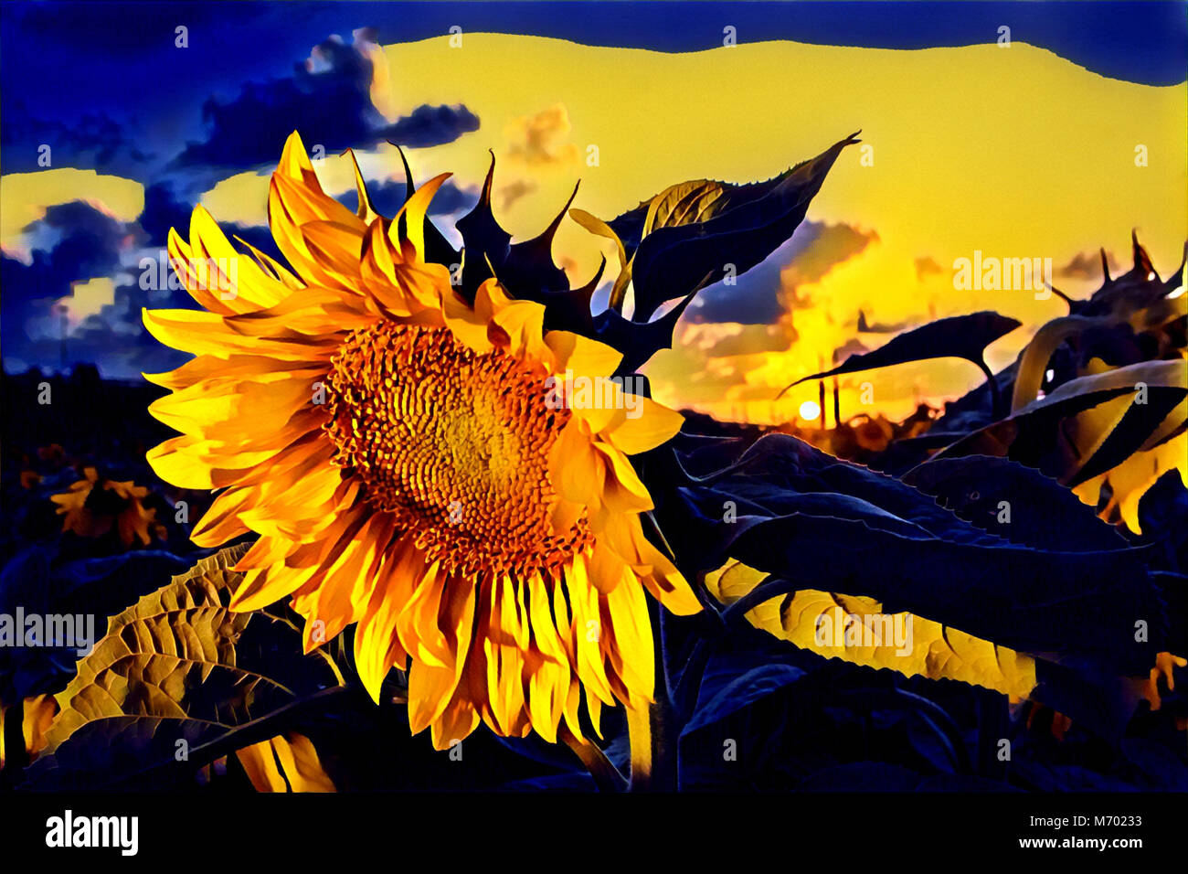 Illustration of a sunflower at sunset Stock Photo - Alamy
