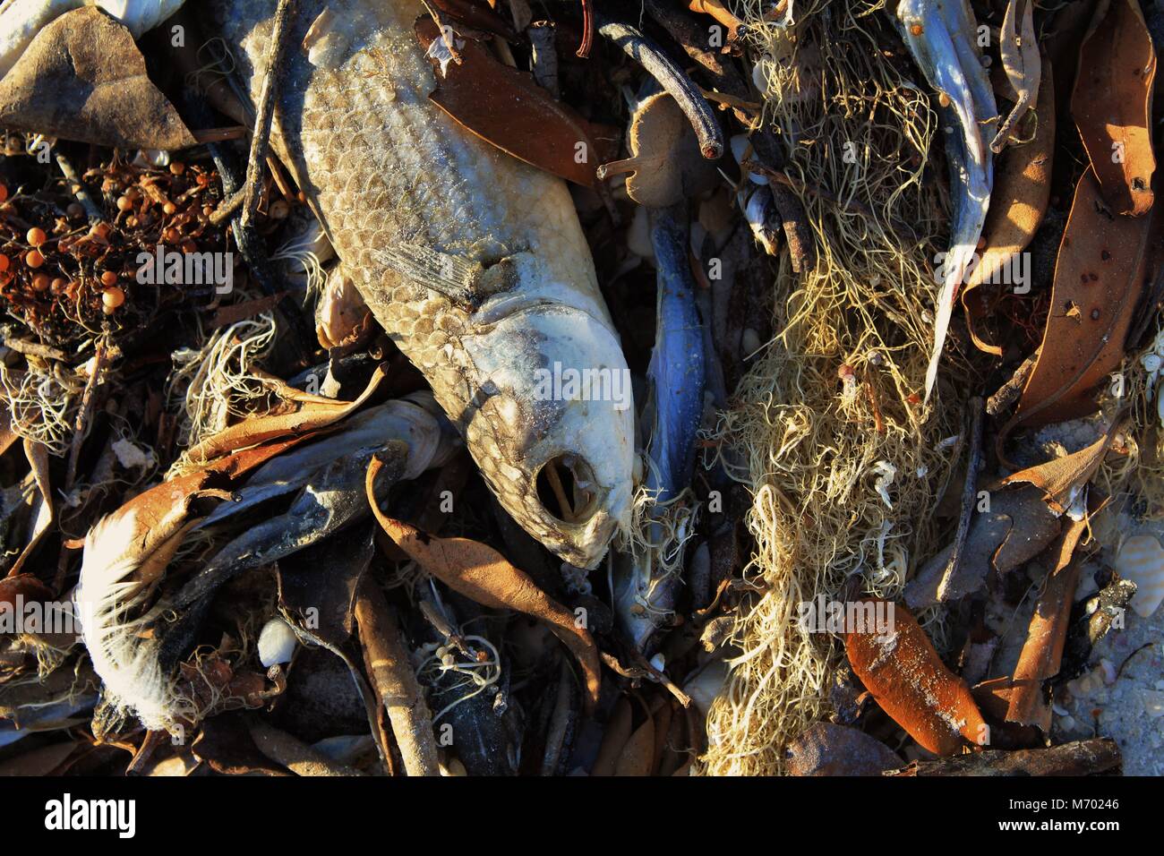 Dead fish washed ashore. Stock Photo