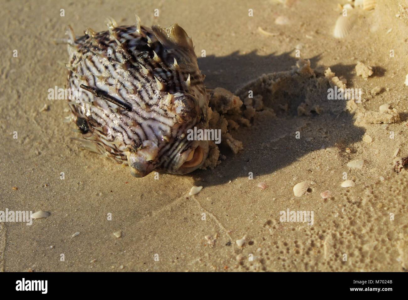 Dead puffer fish washed ashore. Stock Photo