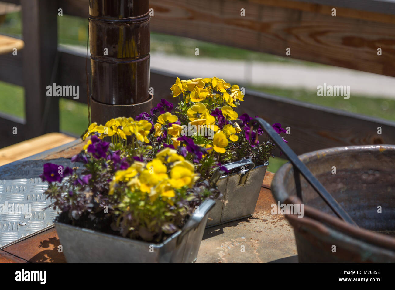 Yellow and Purple Herbaceous Flowers inside Silvery Little Vases. Stock Photo