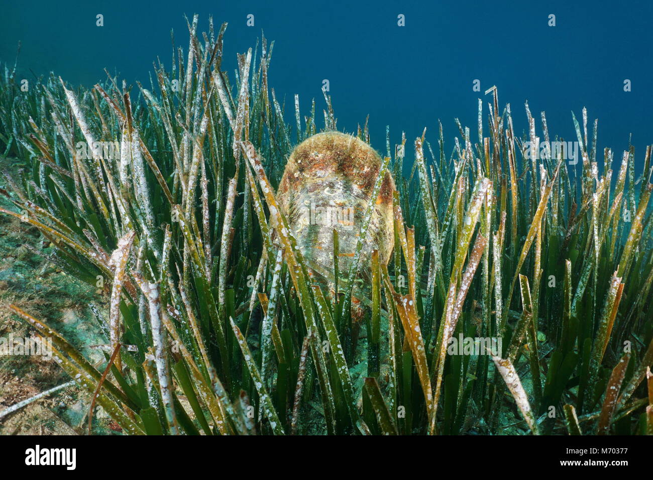 Underwater a mollusc noble pen shell, Pinna nobilis, with neptune grass, Mediterranean sea, Cap de Creus, Costa Brava, Spain Stock Photo