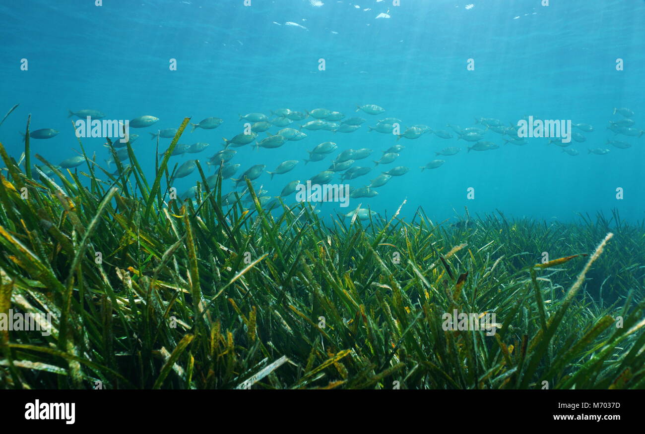 Mediterranean sea split view seagrass underwater Stock Photo by