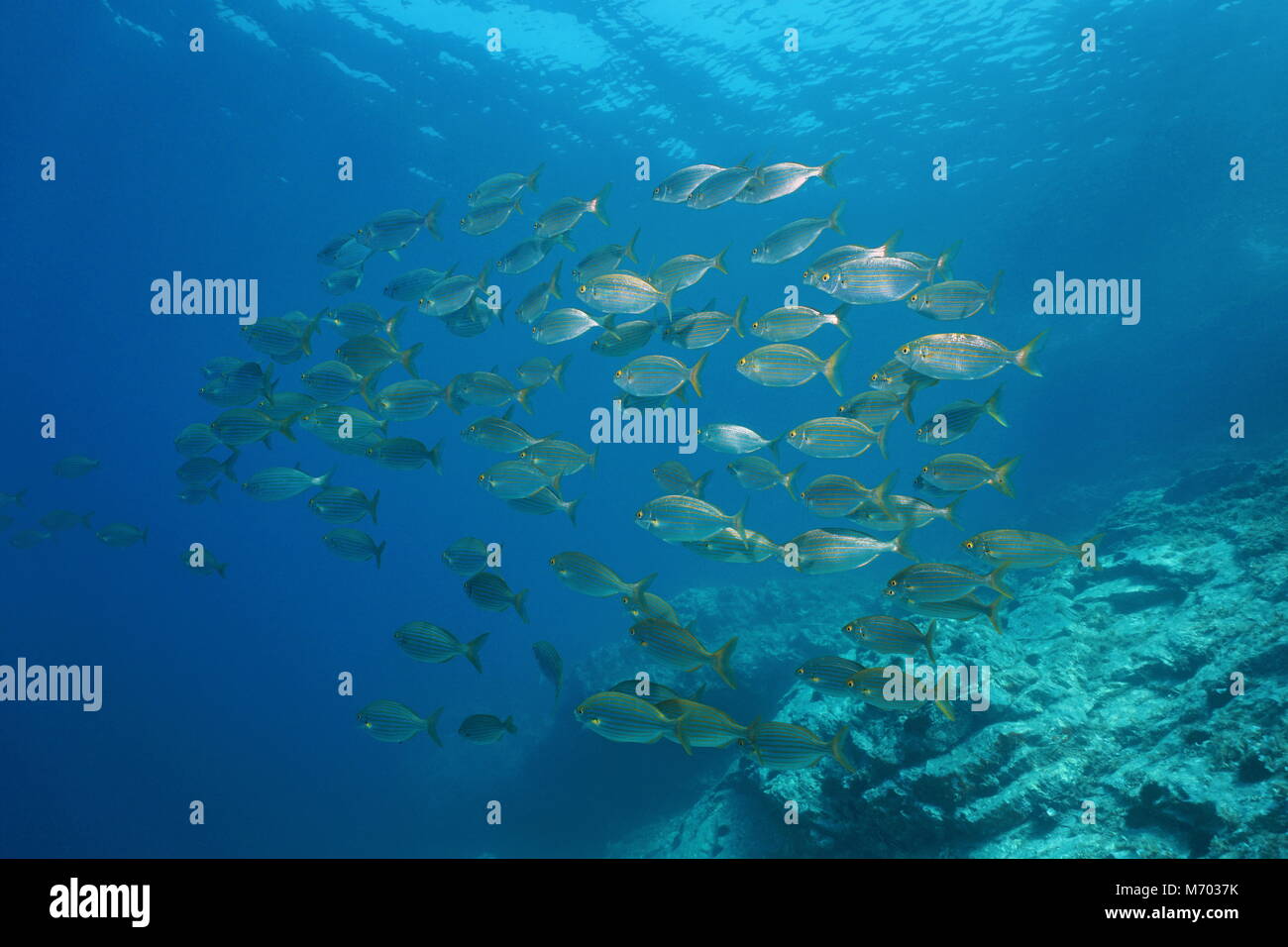 School of fish sea bream salema underwater in the Mediterranean
