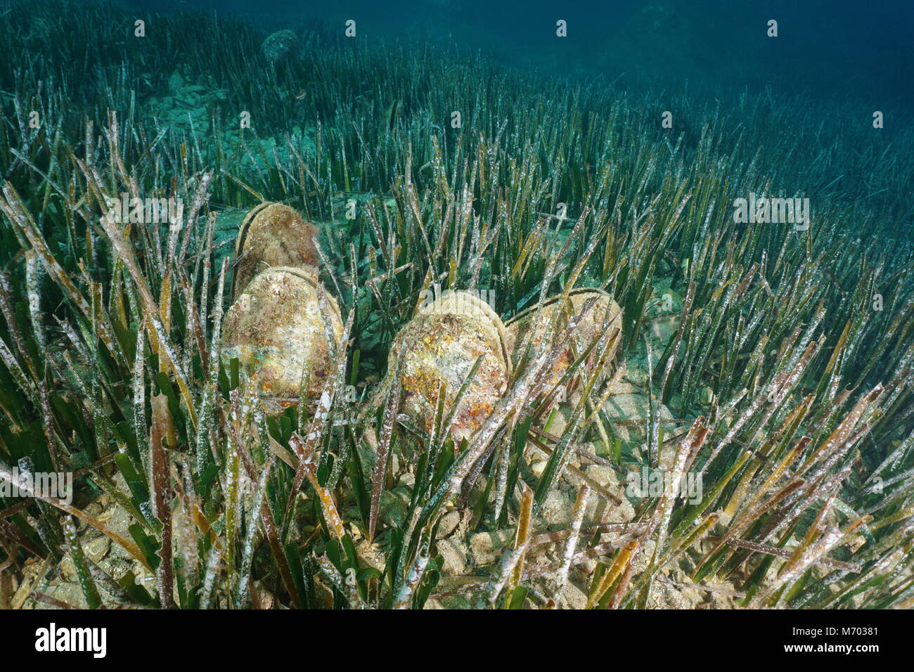 Several molluscs noble pen shell, Pinna nobilis, underwater on a seabed with neptune grass, Mediterranean sea, Cap de Creus, Costa Brava, Spain Stock Photo
