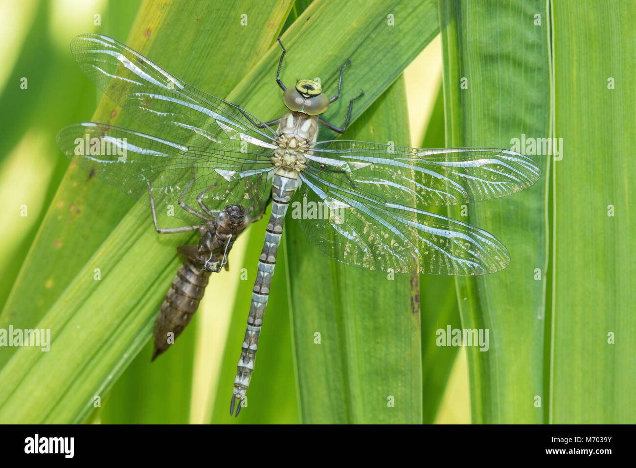 A recently hatched dragonfly next to the shell of the nymph in a garden, Milborne Port, Somerset, England, UK Stock Photo