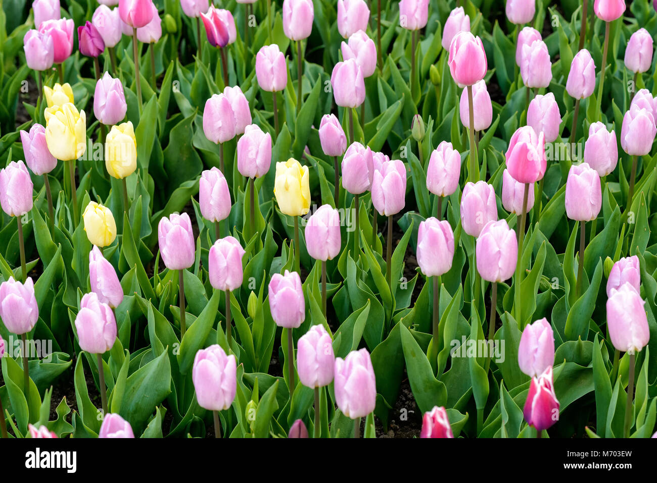colorful tulip in full bloom in springtime in Germany in Europe Stock Photo