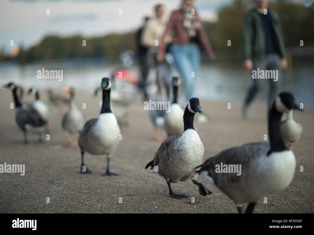 Rush hour; white fronted geese in Hyde Park at dusk, London, England, UK Stock Photo