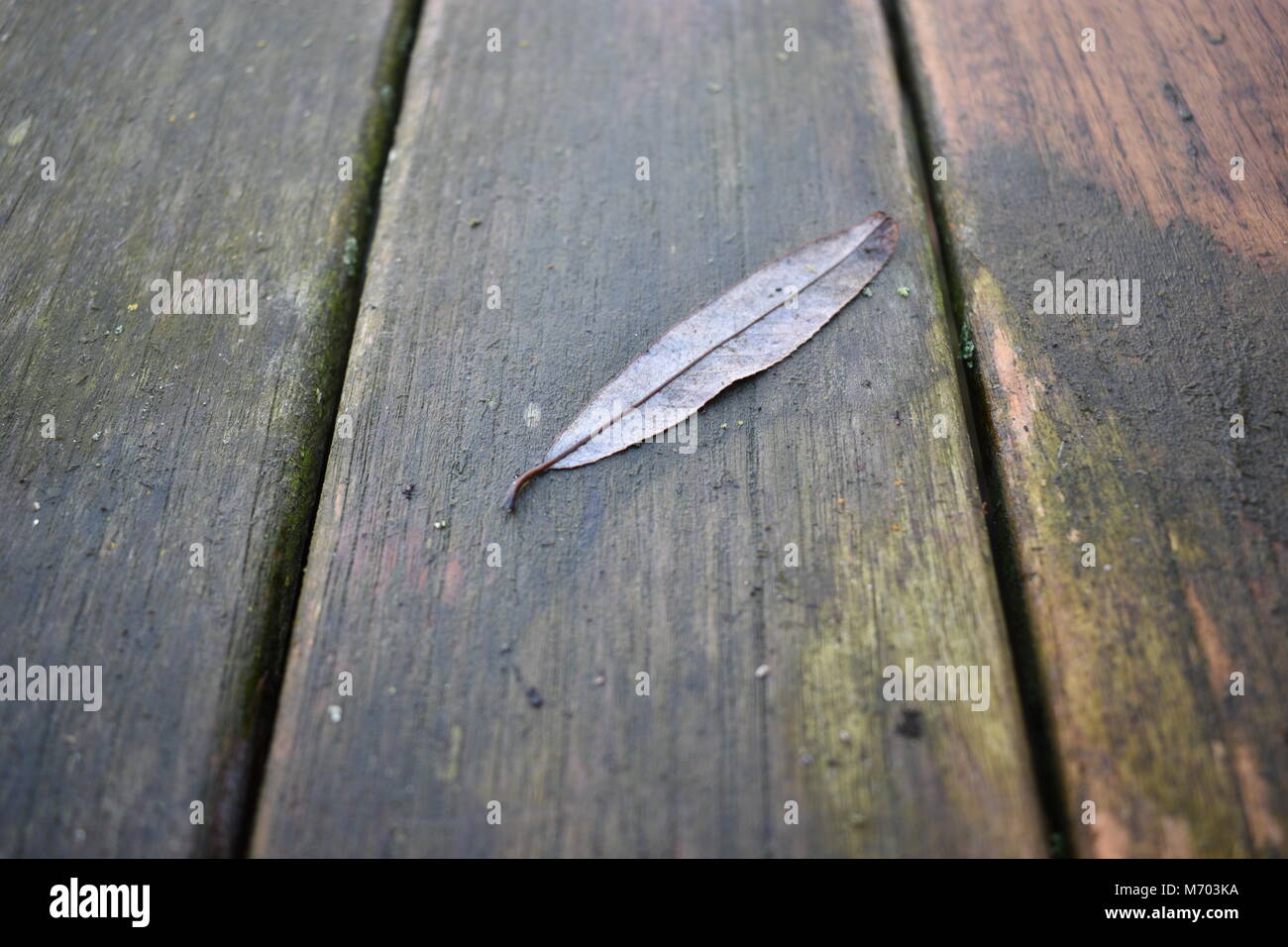 Close-up of a single tree leaf on a teak table Stock Photo