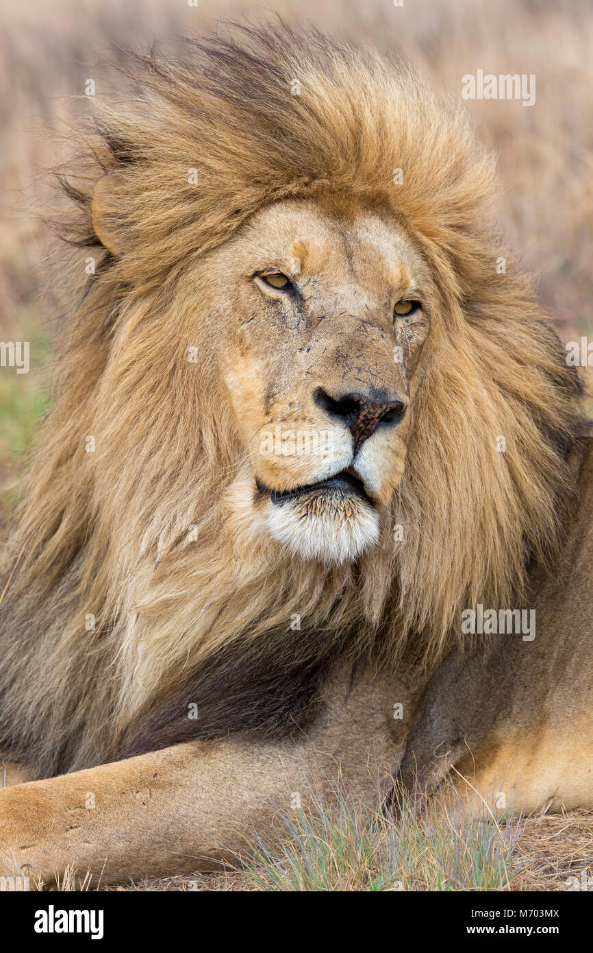 Lion Kruger National Park Stock Photo - Alamy