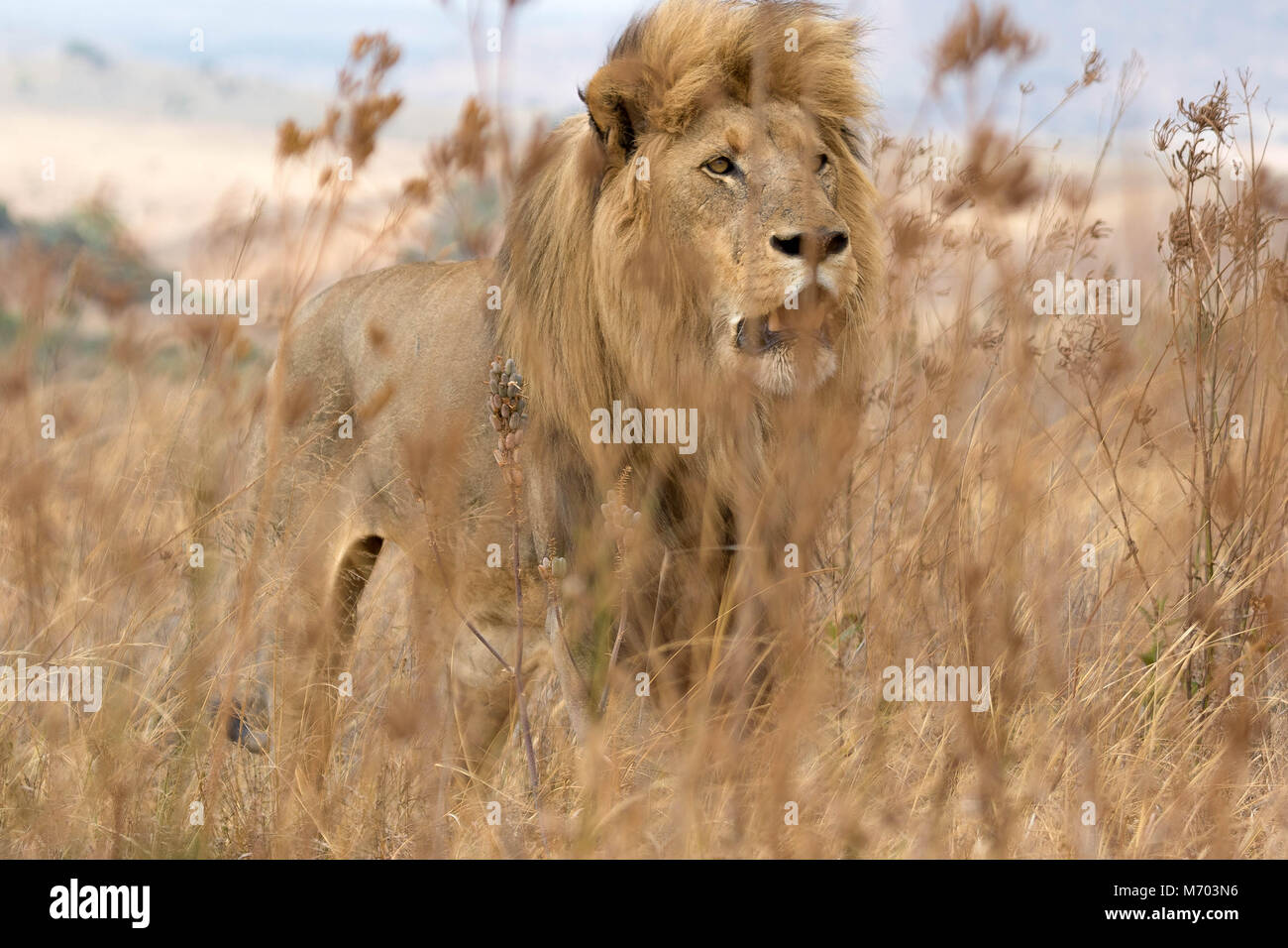 Lion behind grass Stock Photo
