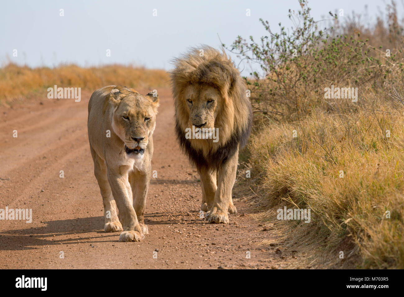 Lions Kruger National Park Stock Photo