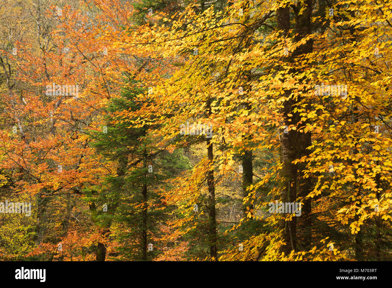 Autumn colours in the Pertes de l'Ain, Jura, Franche-Comté, France Stock Photo