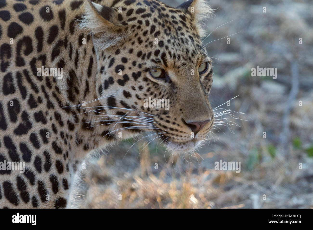 Portrait of A leopard Kruger National PArk Stock Photo - Alamy