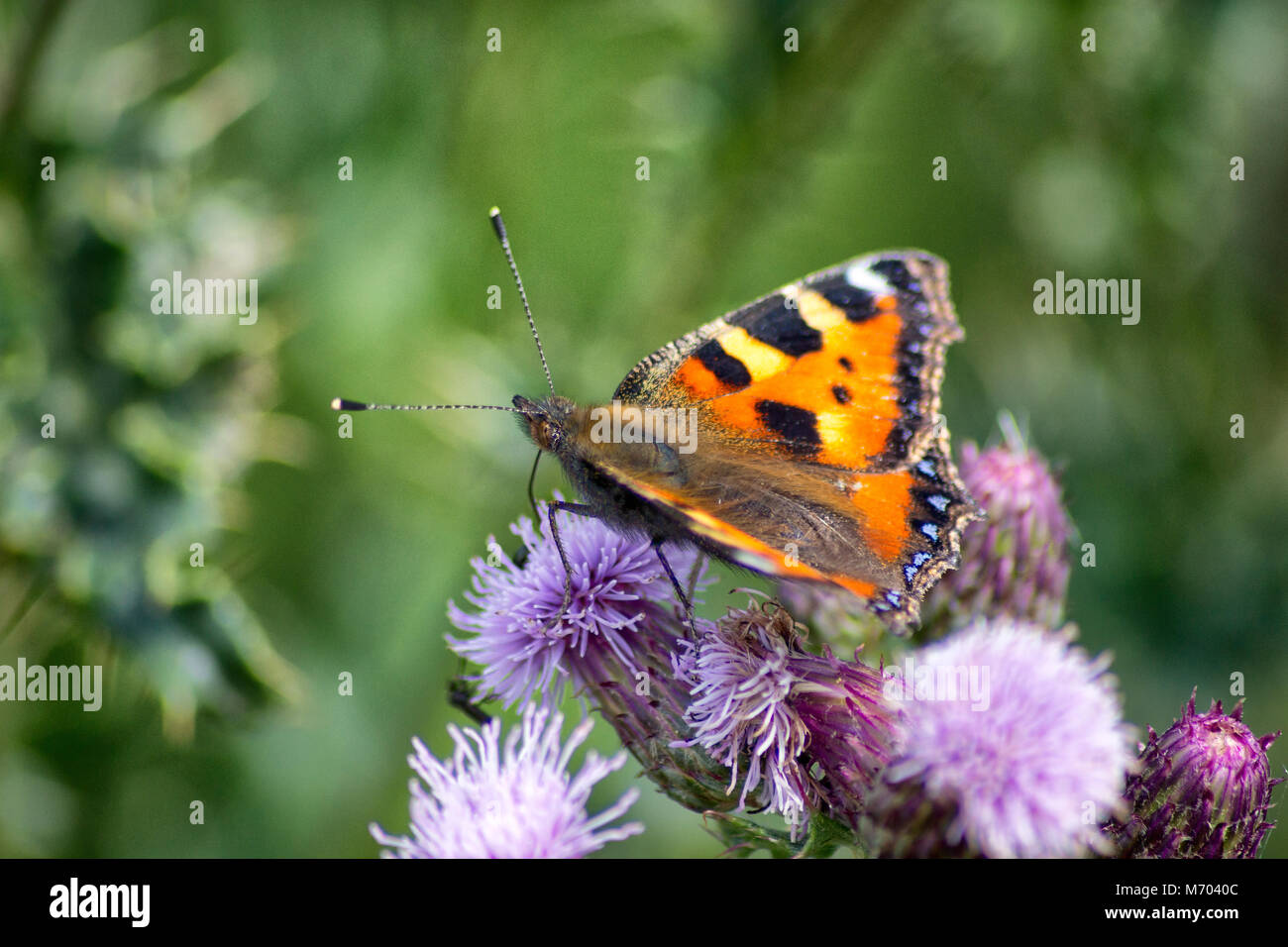 Butterflies and caterpillars feeding on plants Stock Photo Alamy