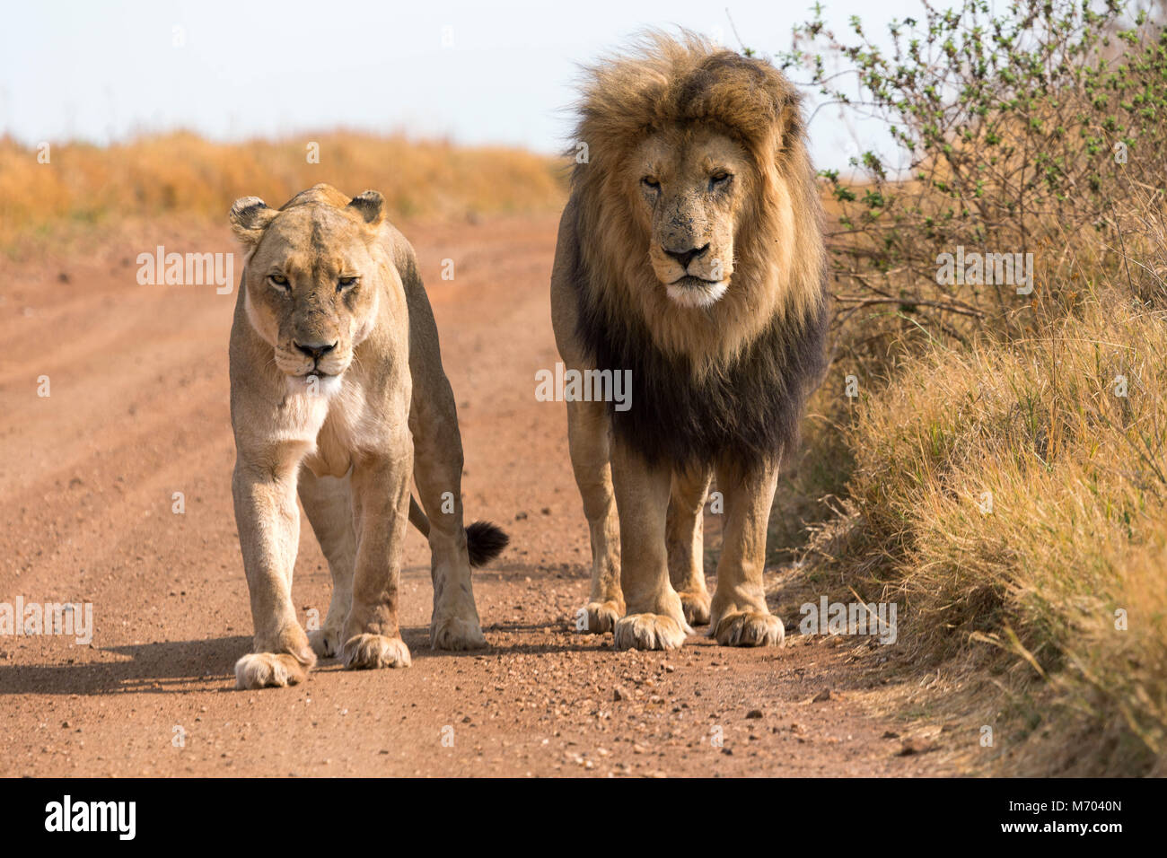 couple of lions Stock Photo