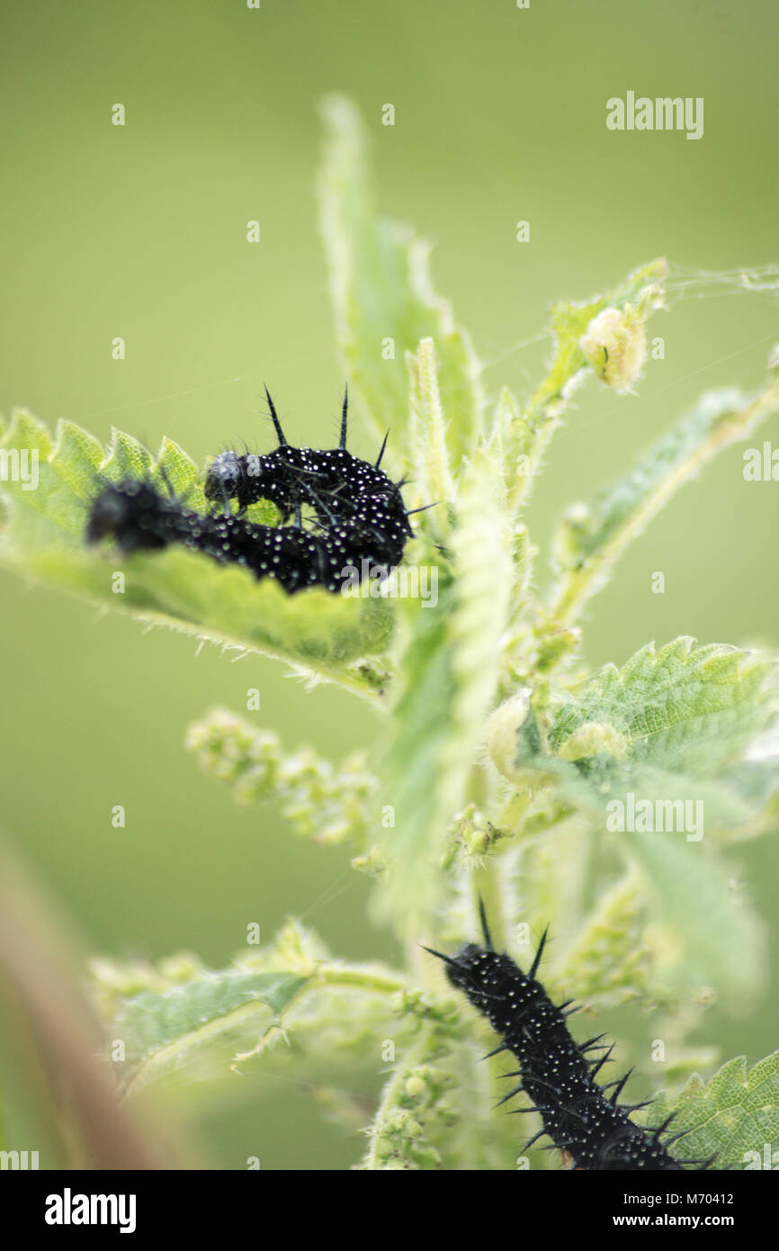 Butterflies and caterpillars feeding on plants Stock Photo Alamy