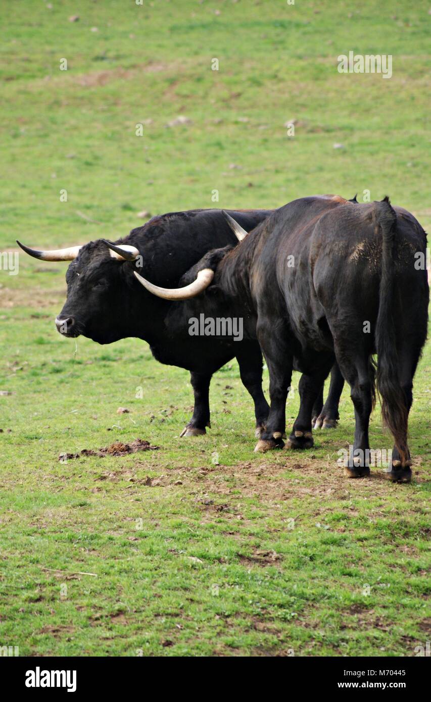 Two wild spanish bulls in the meadow Stock Photo