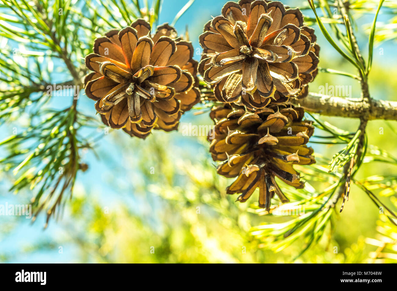 Beautiful pine cones hanging on a tree branch in the wild. A bright ...