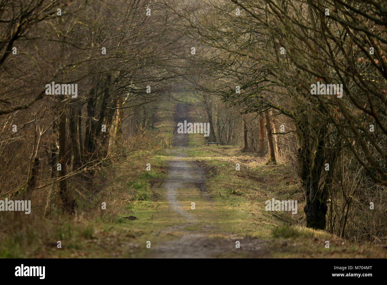 Broadleaved woodland hi-res stock photography and images - Alamy