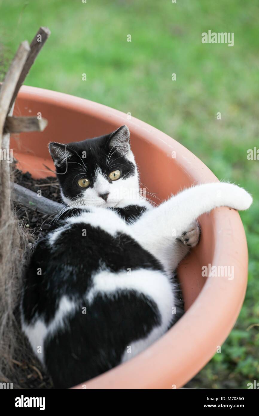 Cat face plant hi-res stock photography and images - Alamy