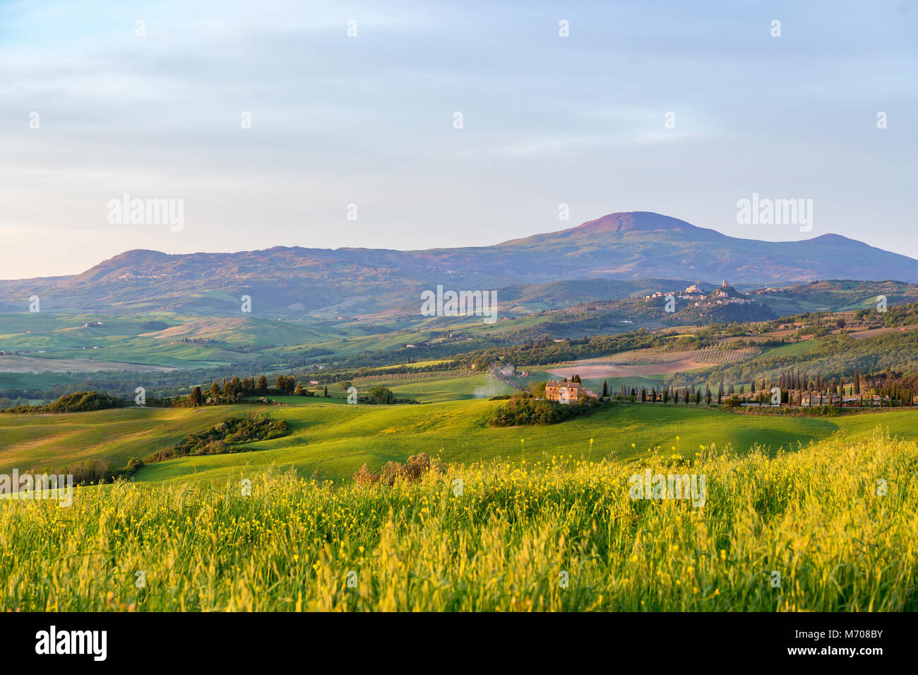 Meadow with flowers in sunrise in a rural landscape Stock Photo - Alamy