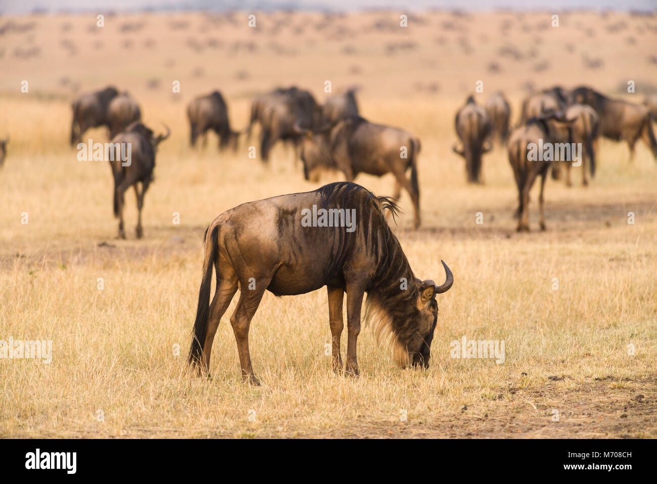 A herd of blue wildebeest (Connochaetes taurinus mearnsi) grazing on dry grass during migration, Masai Mara, Kenya Stock Photo