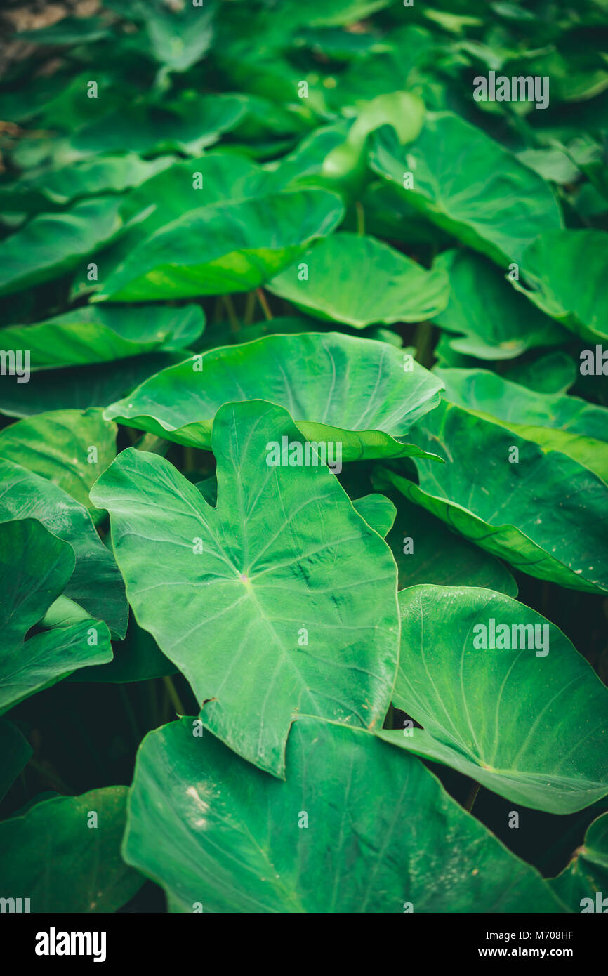 Lotus Leaves Stock Photos & Lotus Leaves Stock Images Alamy