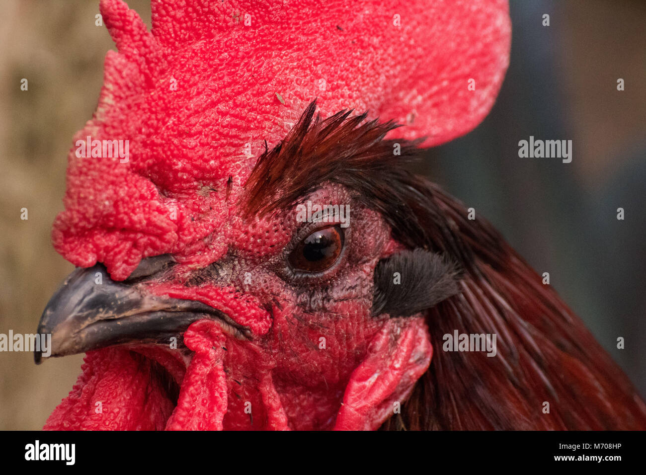 close up of a Cockerel with red comb Stock Photo