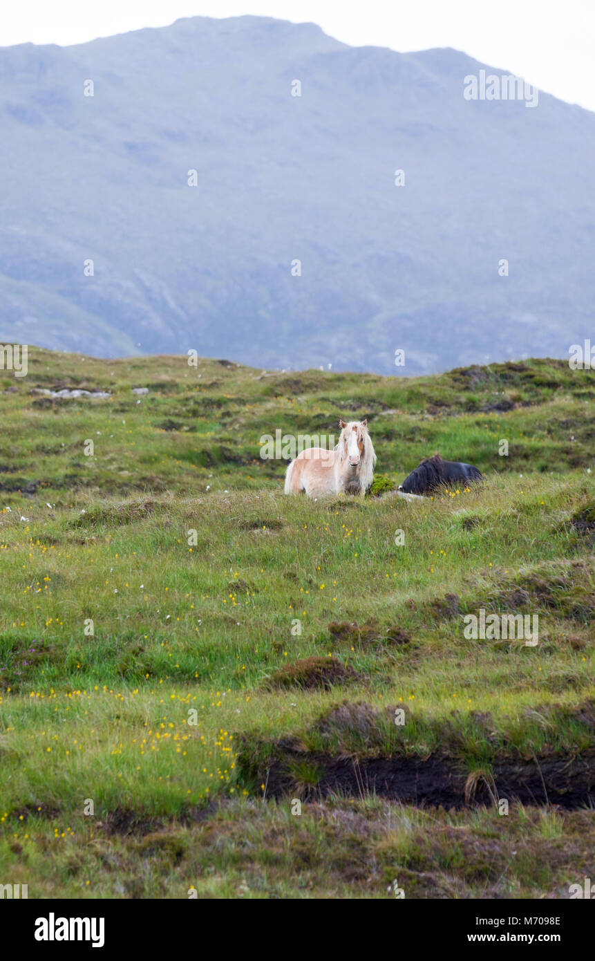 Wild ponies on the hills at Lochdruidibeg, Isle of South Uist, Outer hebrides, Scotland, UK Stock Photo
