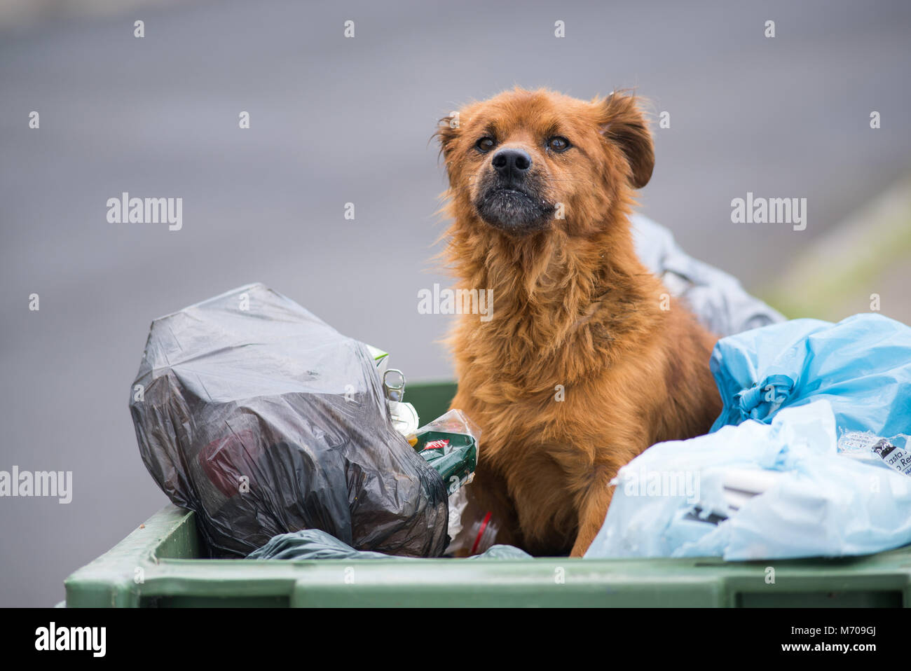 a stray dog sits in a rubbish bin eating scraps in Madeira, Portugal Stock Photo