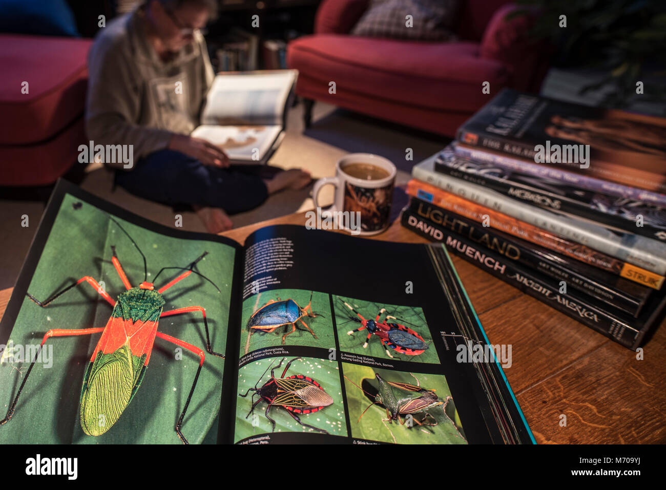 Open non-fiction hardcover coffee table book about wildlife photography showing animals in living room at home Stock Photo