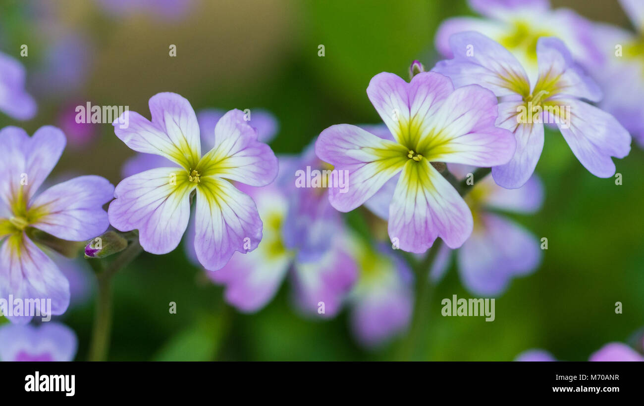 A macro shot of some virginia stock flowers. Stock Photo