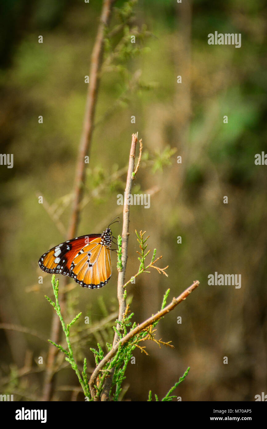 plain tiger butterfly Stock Photo